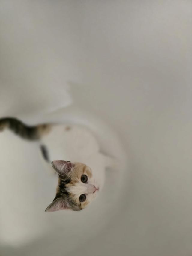 แมว สก็อตติชโฟลด์หูตั้ง Calico 2