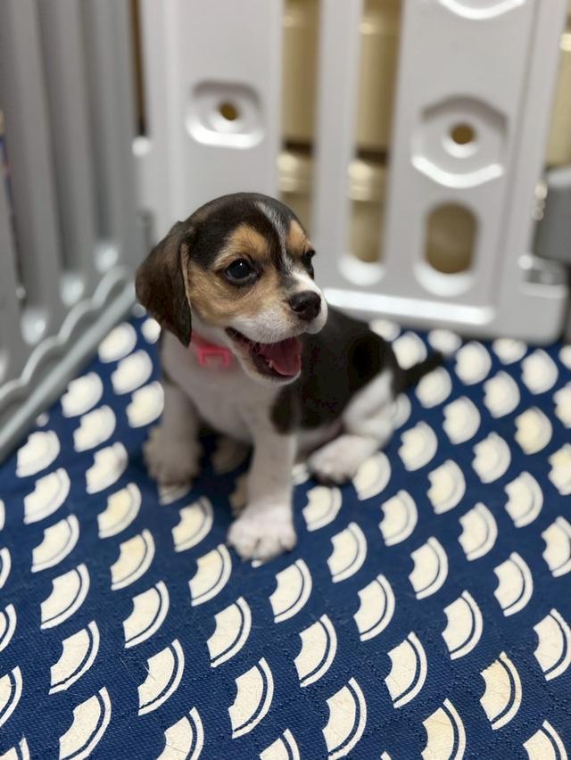 บีเกิ้ล (Beagle) Female ด.ญ 💯🏡 17