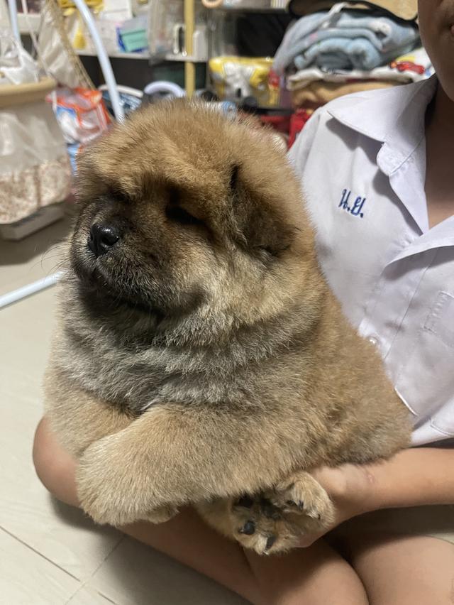 หมาเชาว์ เชาว์แท้ 100% รูปย่อยที่ 3