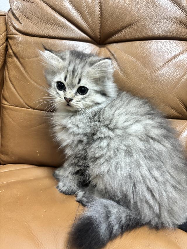 ลูกแมวเปอร์เซีย ชินชิล่าแท้ น่ารักขี้อ้อน อายุ 2 เดือน รูปย่อยที่ 3