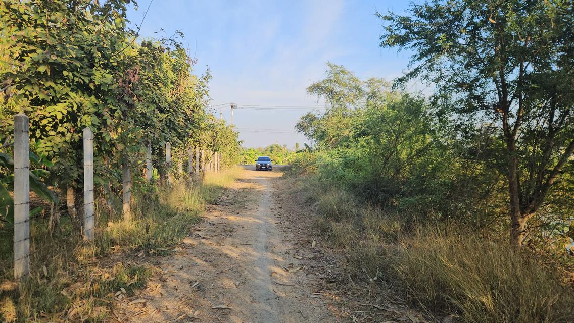 ขายที่ดินแปลงใหญ่พร้อมบ่อน้ำ 53 ไร่ ติดถนน (ใกล้ถนน 3064) ต.โคกพุทรา อ.โพธิ์ทอง จ.อ่างทอง โฉนดพร้อมโอนทันที เหมาะสำหรับ ทำฟาร์ม เกษตรกรรม 7