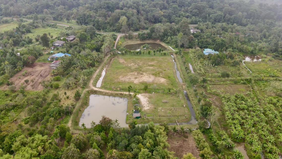 ขายที่ใกล้เขื่อนขุนด่านปราการชล วิวเขาใหญ่ 1