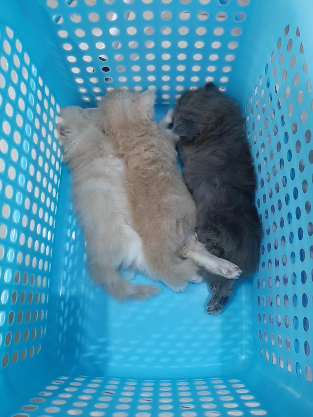 แอคโซติกขนยาว