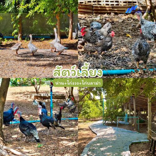 ขายบ้านสวนหนึ่งฤทัย สระบุรี โอบล้อมด้วยธรรมชาติ วิวภูเขา เงียบสงบ เหมาะทำบ้านพักตากอากาศ 8