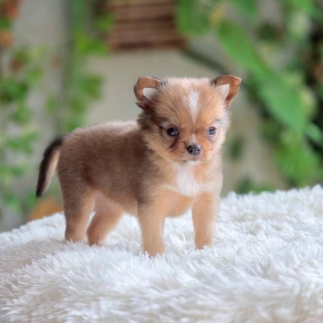 ชิวาวาแท้ ขนสองชั้น เมีย รูปที่ 7