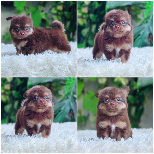 Chihuahuaสีช็อคเพศผู้