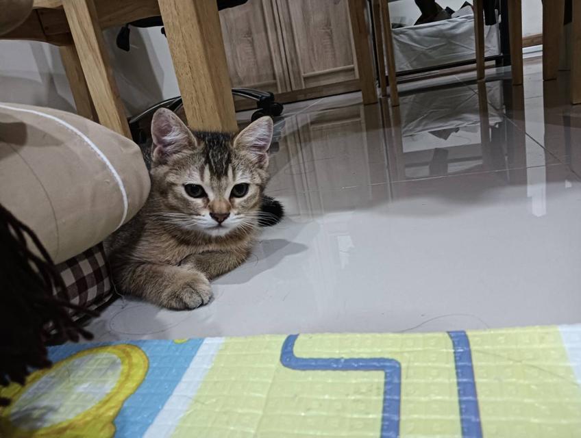 หนุ่มน้อย Brown Tabby