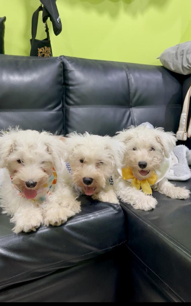 มินิชเนาเซอร์ สีขาว พันธุ์แท้ พ่อแม่มีใบเพ็ด