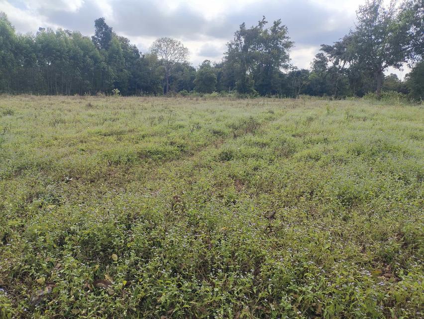 ที่ดินปักธงชัย นครราชสีมา 5