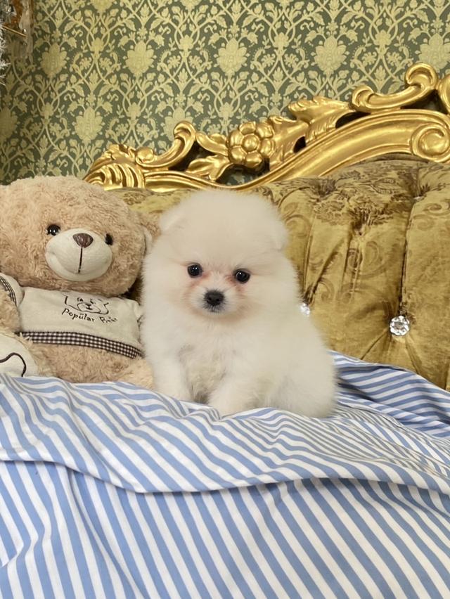 ลูกปอมเมอเรเนียนแท้ 