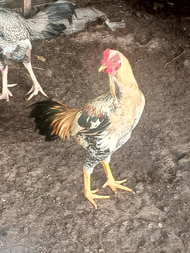 ไก่ชนพม่าพันธุ์ดีตีเก่ง รูปที่ 3