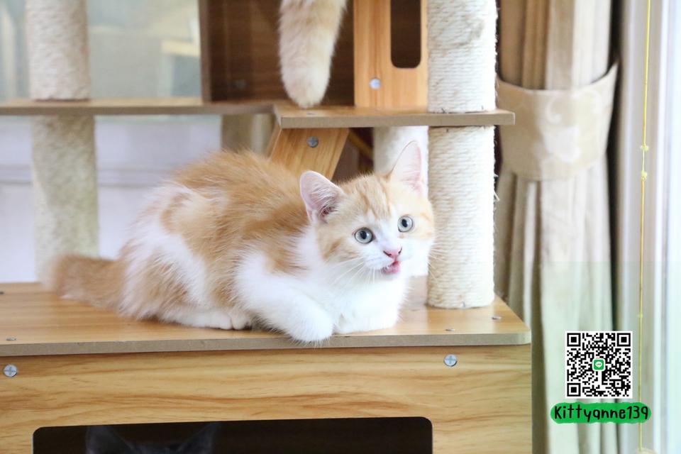 ลูกแมวบริติชหิมาลายันพร้อมย้ายบ้าน รูปที่ 3