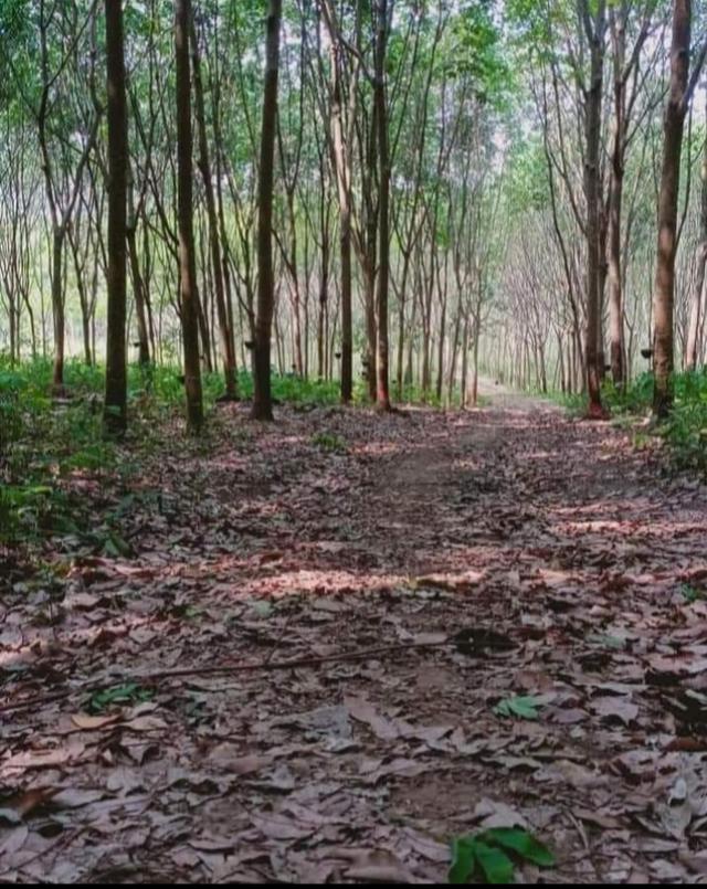 ที่ดิน อ.โป่งน้ำร้อน จ.จันทบุรี 6