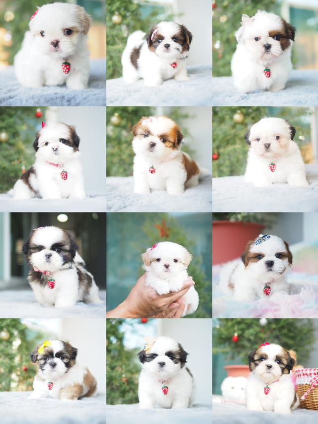 สัตว์เลี้ยง ชิสุ สุนัข 8