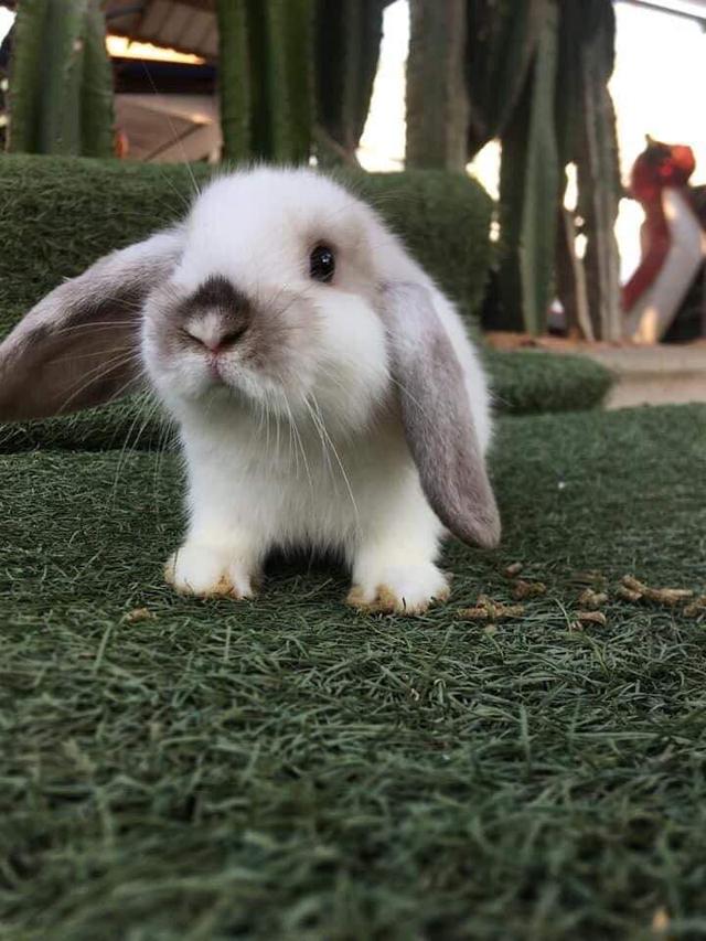 หาบ้านใหม่ให้น้องๆค่ะ Holland Lop 4