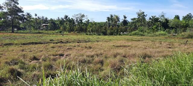 พื้นที่ดิน ที่ดิน ใกล้ม.วลัยลักษณ์ ท่าศาลา 750000 THB 0 Rai 1 Ngan 59 sq.wa ใกล้กับ ห่าง ม.วลัยลักษณ์ จ.นครศรีธรรมราช ปร