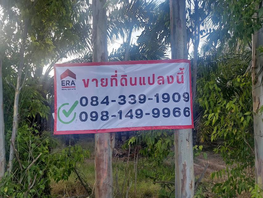 ขายที่ดินเปล่า 11 ไร่เศษ ริมถนนคีรีนครซอย 8 เมืองชลบุรี 6