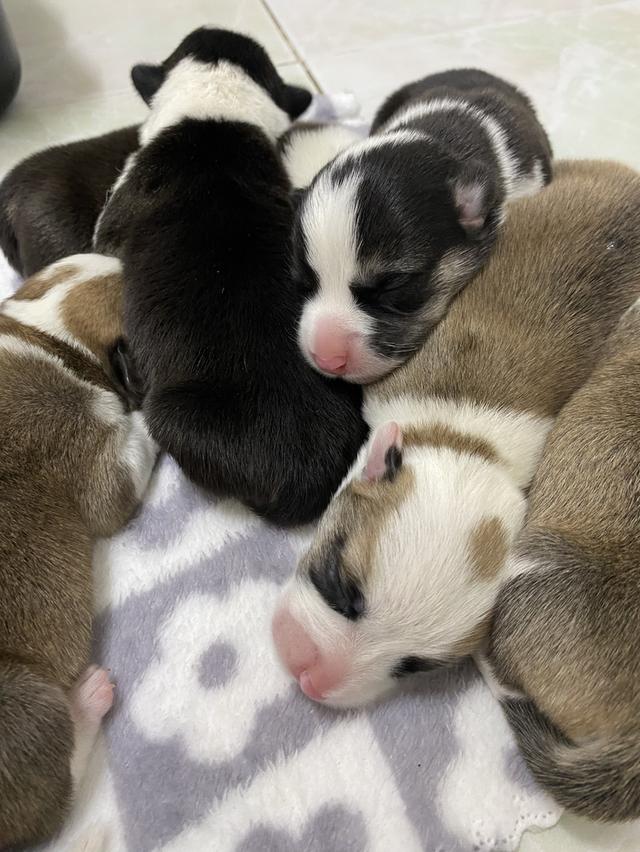 ลูกหมา 5