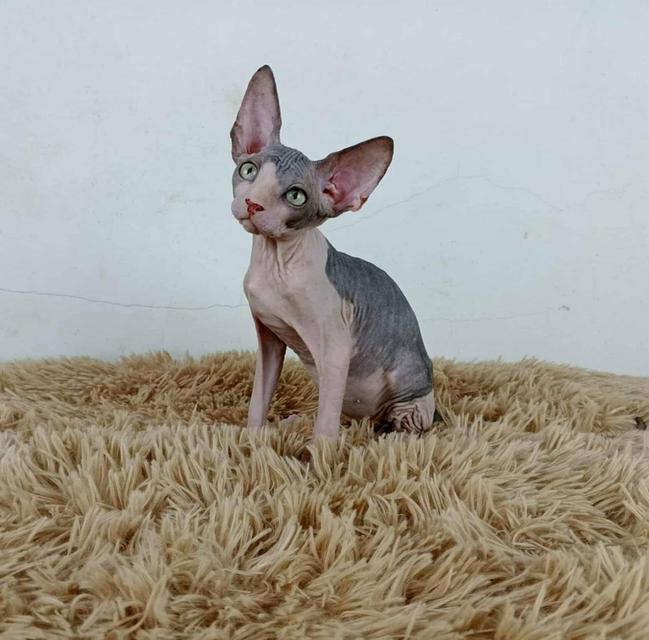 36.แมวสฟิงซ์/เพศผู้ Sphynx Cat/Male 3