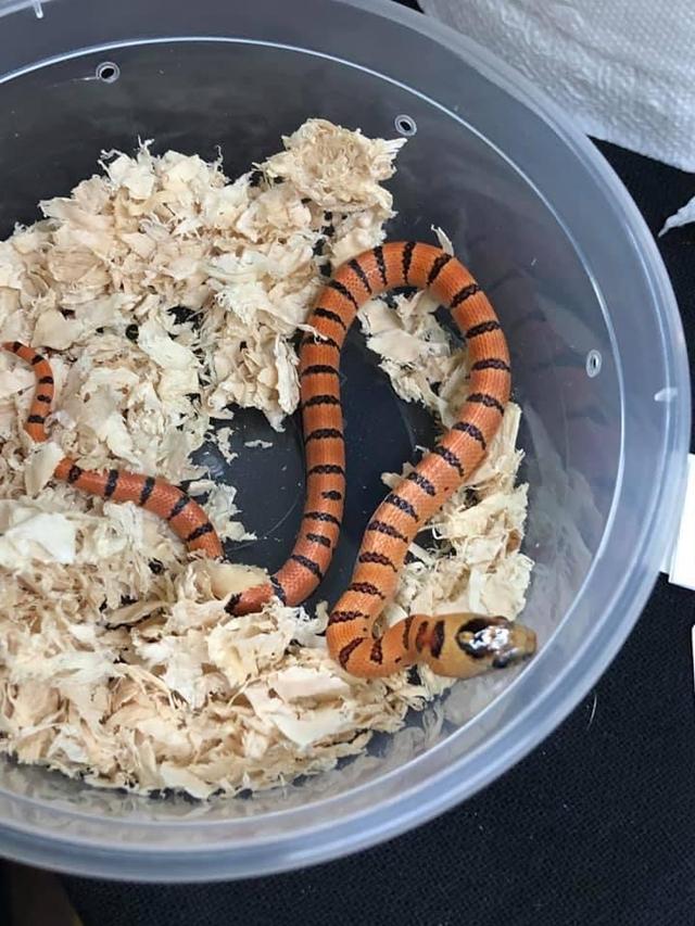 หาบ้านให้น้องงู milk snake