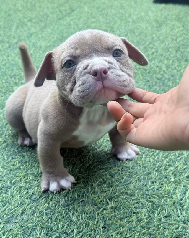 American bully exotic