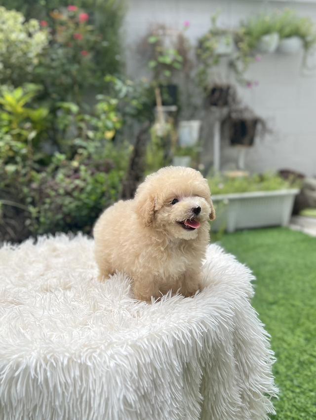น้องบัตเตอร์ พุดเดิล ทีคัพ เพศหญิง