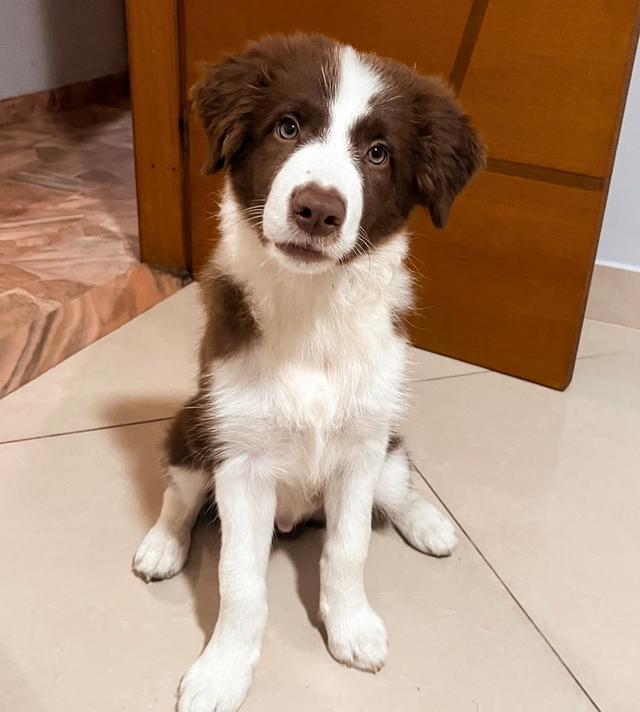 สุนัขพันธุ์ Border Collie ขายราคาแบ่งปัน 3