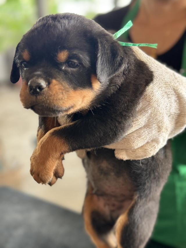 ลูดสุนัข ร็อตไวเลอร์