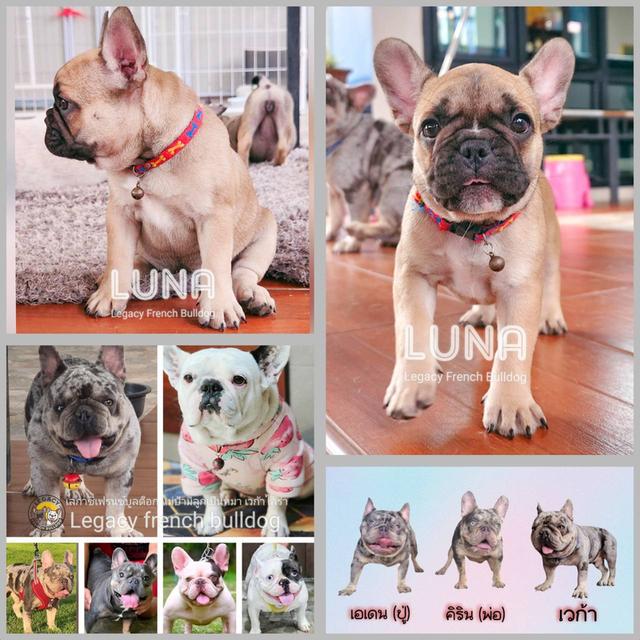 LUNA ลูกสุนัขเฟรนช์บูลด็อก เพศเมีย สีฟอว์น