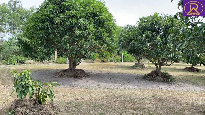 ขายบ้านสวน บ้านพัก 1-2-33 ไร่ พร้อมผลไม้ หลากหลายชนิด ทำเลดี เหมาะสำหรับพักผ่อน ต.บ้านสวน อ.เมืองชลบุรี จ.ชลบุรี 6