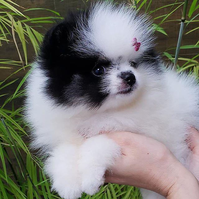 Pomeranian puppies  WhatsApp me : +66 63 826 3042 รูปที่ 2