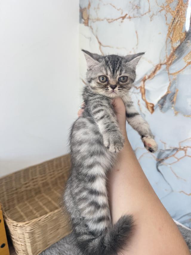 ลูกแมวพันธุ์สก๊อตติชแท้ รูปที่ 2