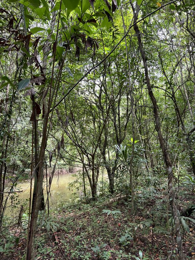 ขายที่ดินพร้อมบ้านและสวนบ้านเขาชะเมา 72 ไร่ ติดถนนเส้นอบจ.ระยอง จ.ระยอง 3