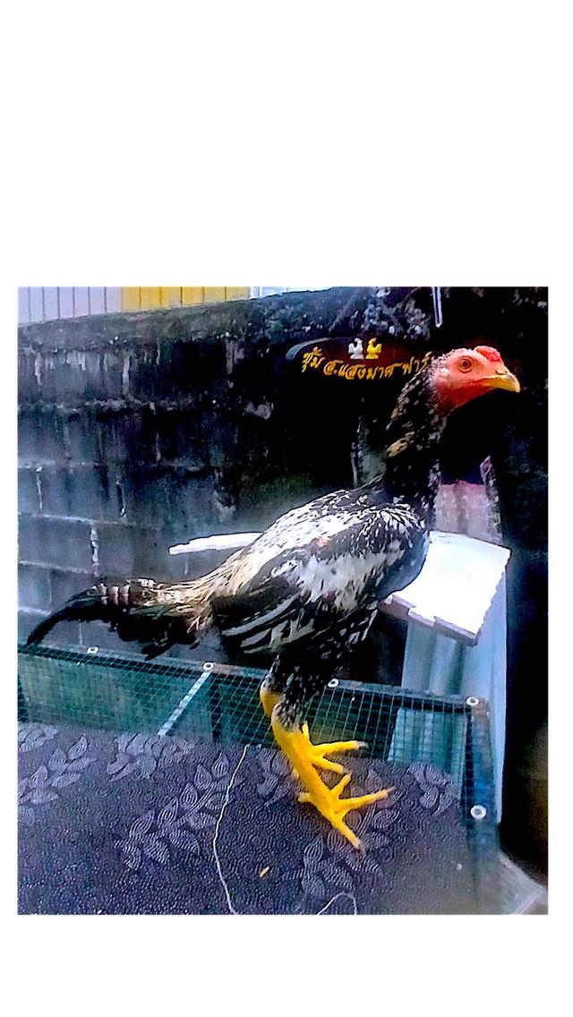 ลูกไก่ชน สายพันธุ์พม่า