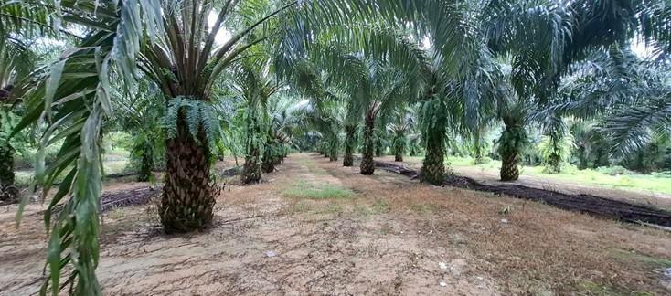 ที่ดินพร้อมต้นปาล์ม 14 ไร่ ติดลำธาร 5