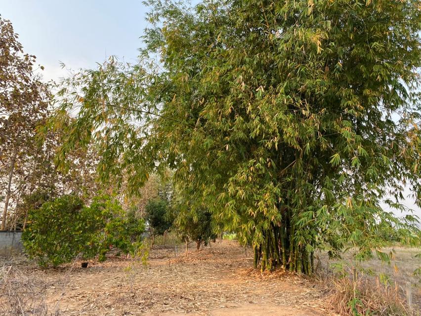 บ้านพร้อมที่ดินถมแล้ว ติดถนนสายหลัก อ.เชียงแสน จ.เชียงราย 6