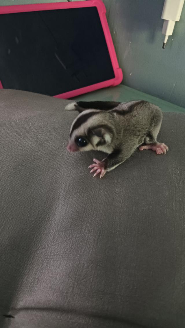 สัตว์เลี้ยงตัวเล็กชูก้าไกลเดอร์