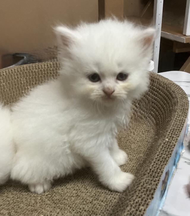 ลูกแมวเปอร์เซียขาวแท้สายตรง รูปที่ 8