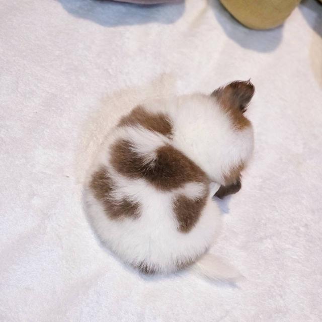 ชิวาวาแท้ขนยาว ผู้ พิกัดรามอินทรา 12