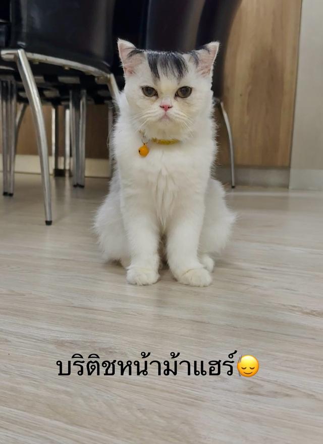 บริติชลองแฮร์ 2