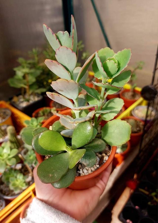 Kalanchoe Laxiflora  1