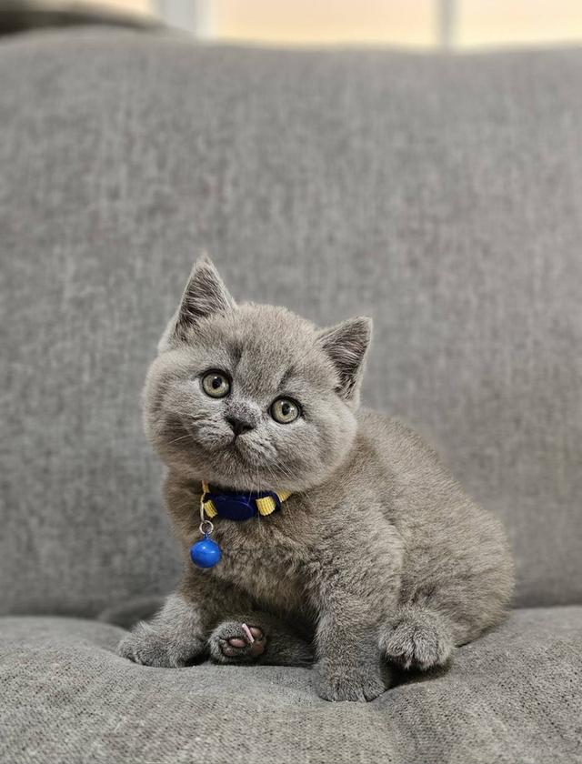 บริติชช็อตแฮร์แท้ น้องบลู