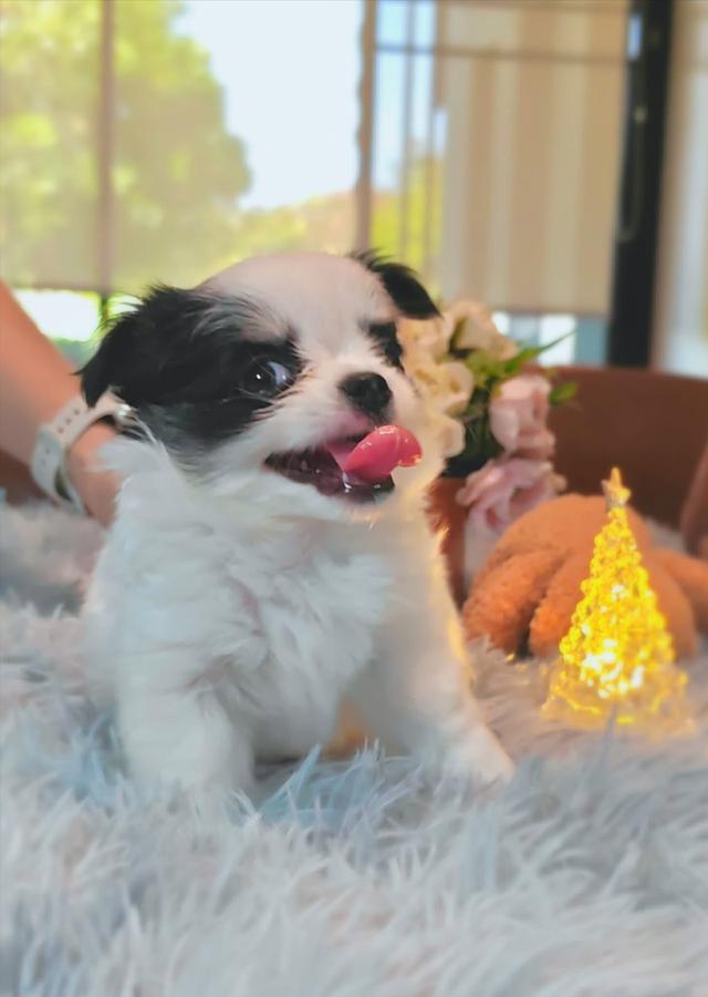 ลูกชิวาวาพันธุ์แท้ ขนยาว พ่อแม่จากสายพันธุ์เพ็ดดีกรี รูปที่ 5