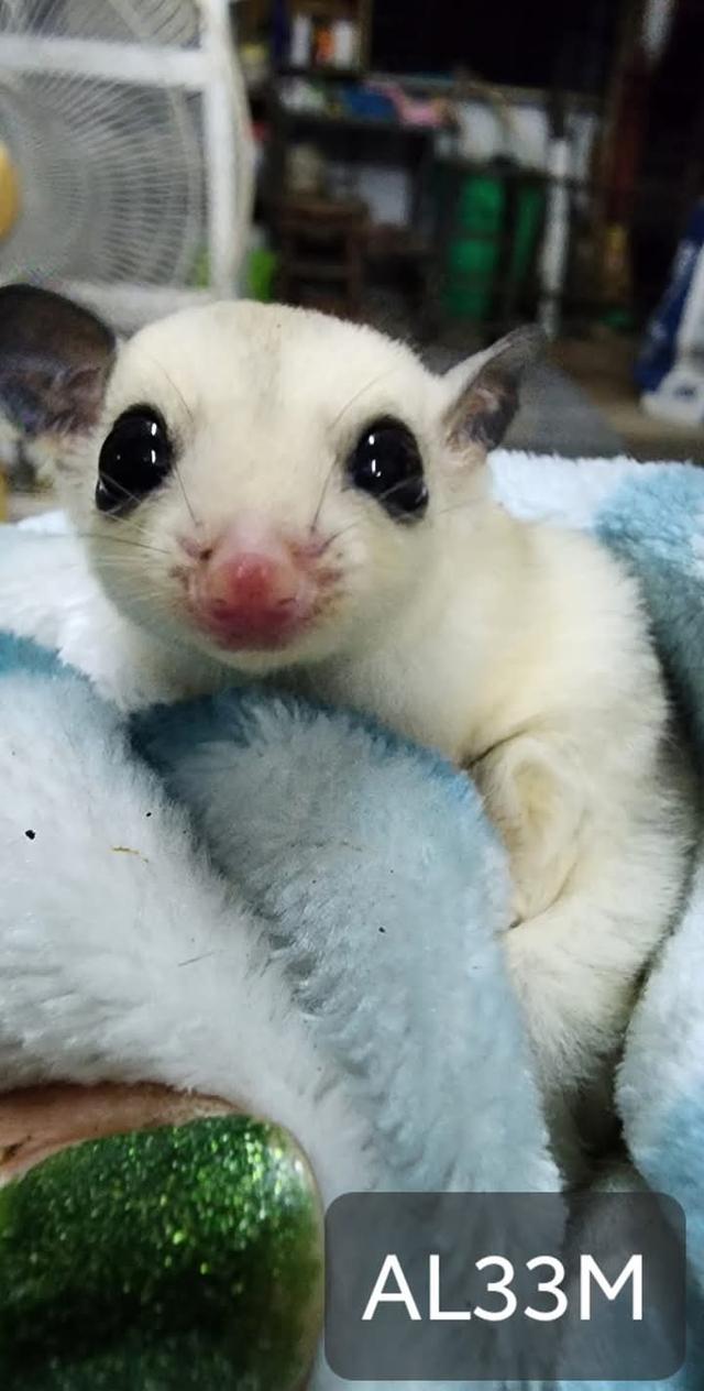 Sugar Glider วัย 2 เดือน