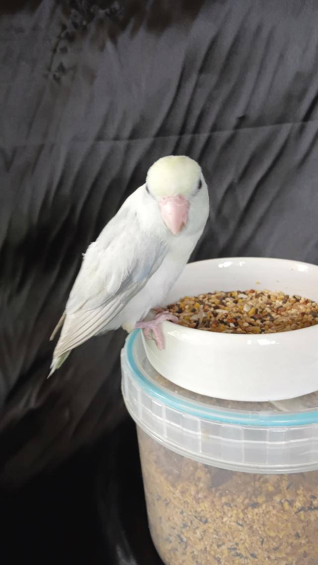 นกฟอพัส (Forpus Parrot)สี: ไดลูทพาสเทล (Dilute Pastel) โทนละมุน สีสวยหวานสะอาดตา เอกลักษณ์ความนวลที่ละมุน รูปที่ 7