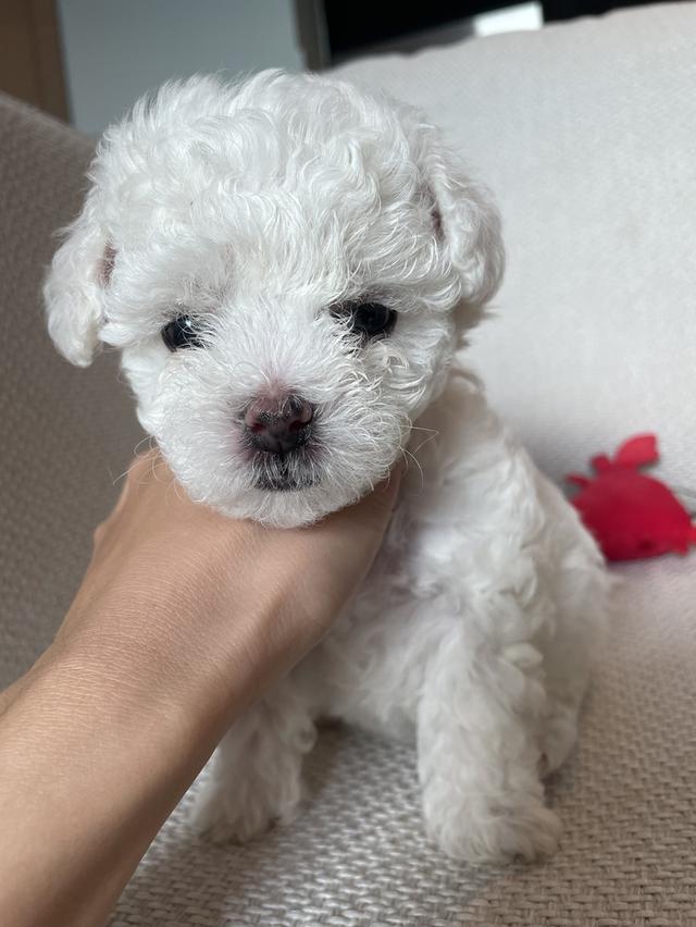 ลูกบิชองฟริเซ่ (เด็กชายโฮต๊อก)