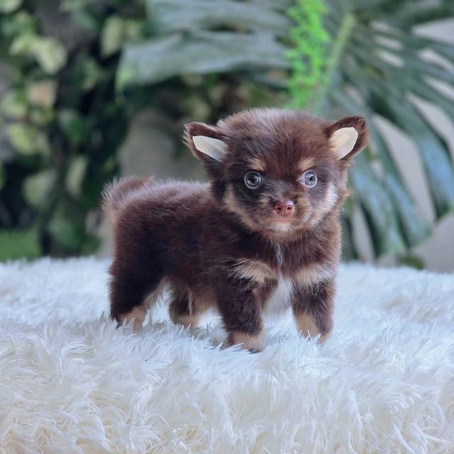 ชิวาวาแท้ขนยาว สีช็อค เพศผู้ 10