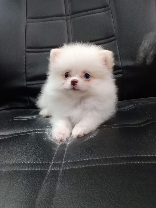 ลูก Pomeranian สีขาว 4