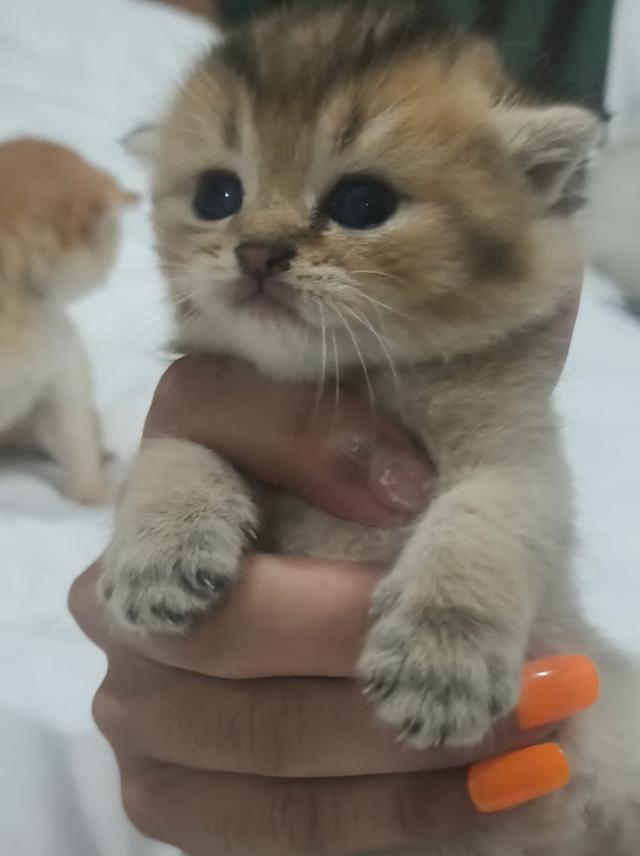 ลูกแมว มันช์กิ้น ขาสั้น หลายตัวหลายสี