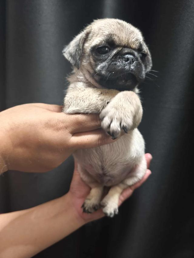 หมาปั๊ก